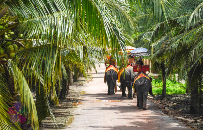 【タイ旅行】バンコク周辺で象乗り体験スポット「Chang Puak Camp」行き方