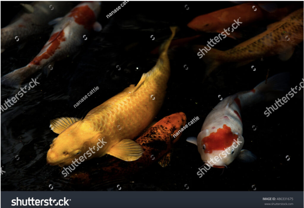 金色の鯉が泳ぐ